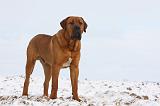TOSA INU 282